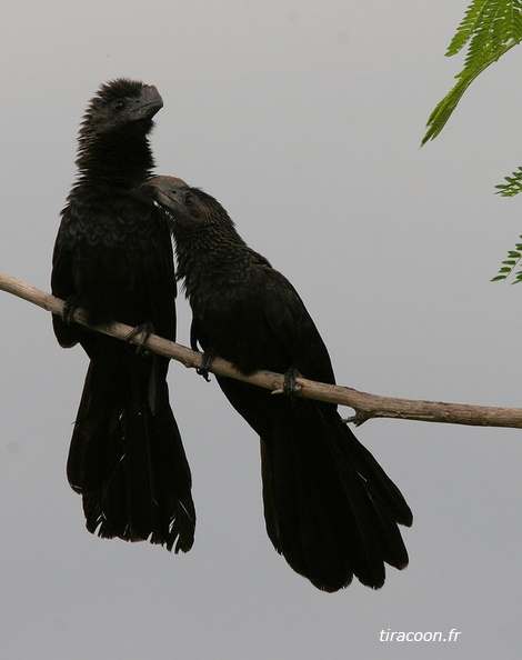 	Crotophaga ani.	