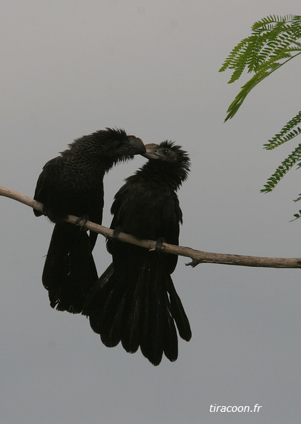 	Crotophaga ani.	