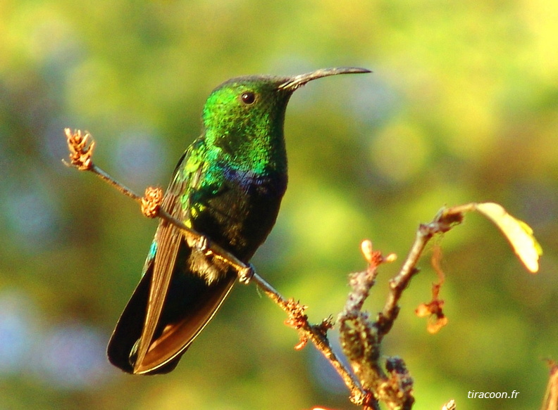 	Eulampis holosericeus	