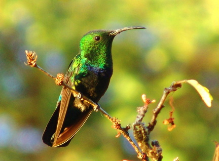 	Eulampis holosericeus	