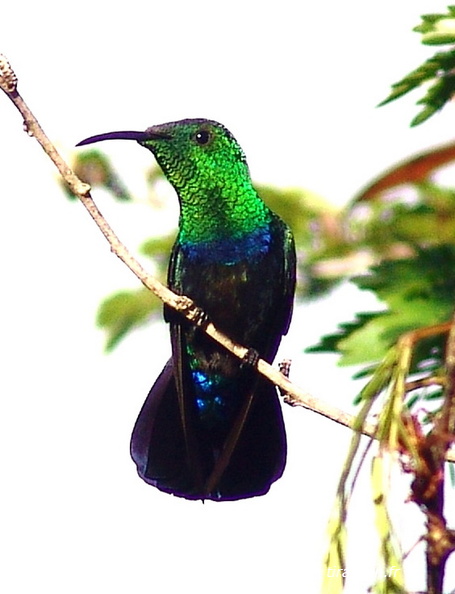 Fcolibri7.jpg