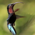	Eulampis jugularis