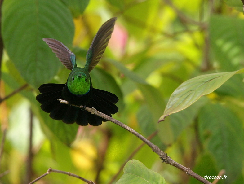 	Eulampis holosericeus	