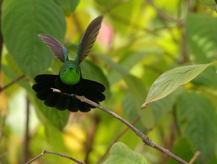 	Eulampis holosericeus	