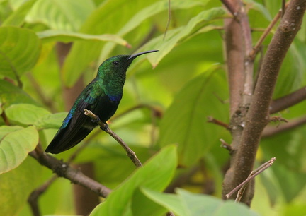 	Eulampis holosericeus	