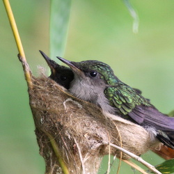 Colibris