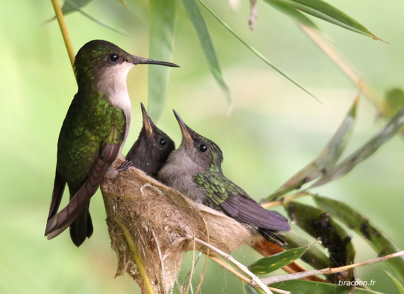 Après la becquée les petits colibris sont rassasiés. Orthorhyncus cristatus. Dans le jardin à Basse-Terre. Les oisillons ont quitté le nid le lendemain matin. IMG_6664M.jpg