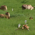	Garde-boeufs	
