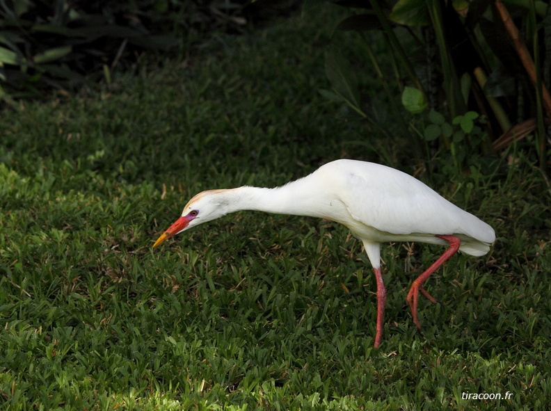 	Bubulcus ibis	