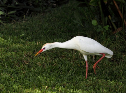 	Bubulcus ibis	