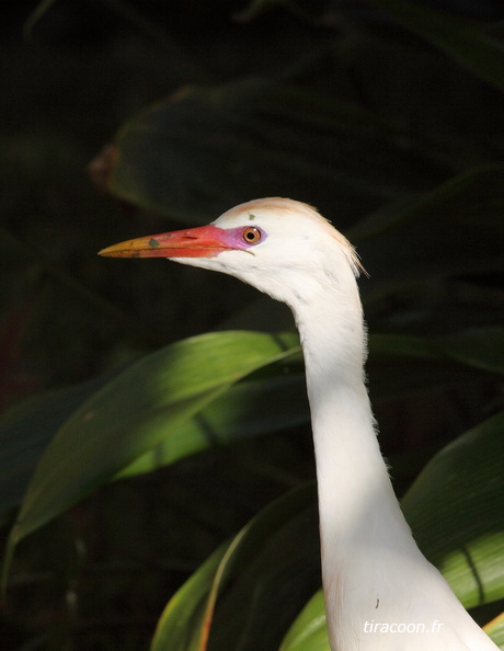 	Bubulcus ibis	