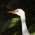 	Bubulcus ibis	