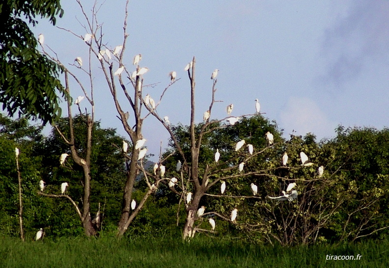 	Bubulcus ibis