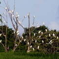 	Bubulcus ibis