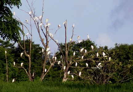 	Bubulcus ibis