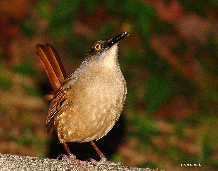 	Cinclocerthia ruficauda