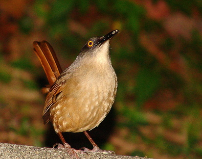 	Cinclocerthia ruficauda