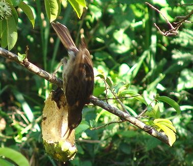 	Margarops fuscatus