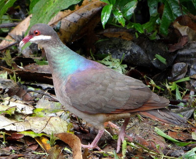 	Geotrygon mystacea	