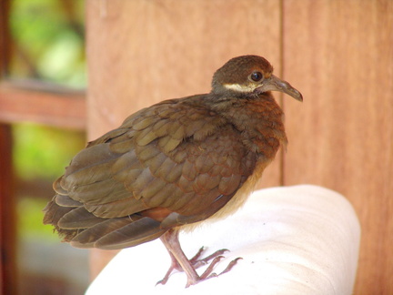 	Geotrygon mystacea	