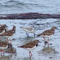 	Arenaria interpres	