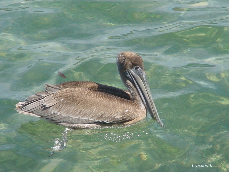 	Pelecanus occidentalis