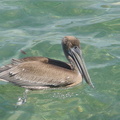 	Pelecanus occidentalis