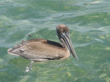 	Pelecanus occidentalis