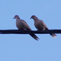 	Streptopelia decaocto