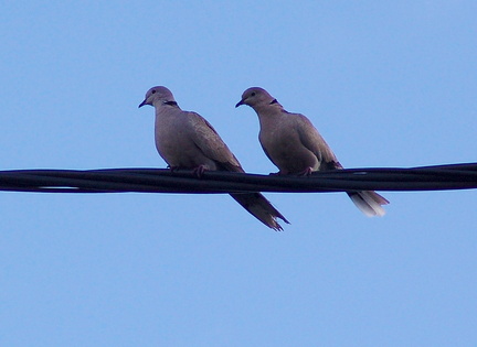 	Streptopelia decaocto