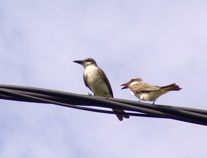 	Tyrannus dominicensis