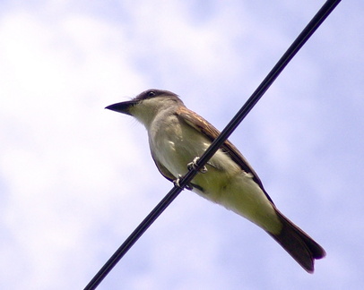 	Tyrannus dominicensis	