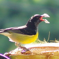 	Coereba flaveola