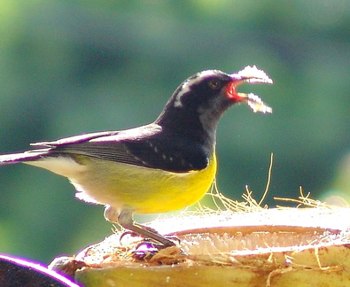 	Coereba flaveola