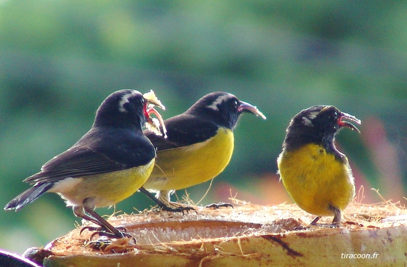 	Coereba flaveola