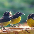 	Coereba flaveola