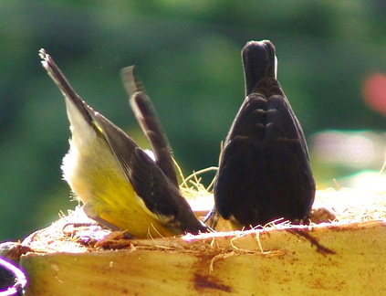 	Coereba flaveola