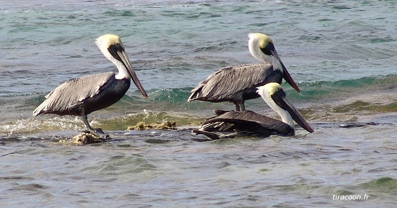 	Pelecanus occidentalis