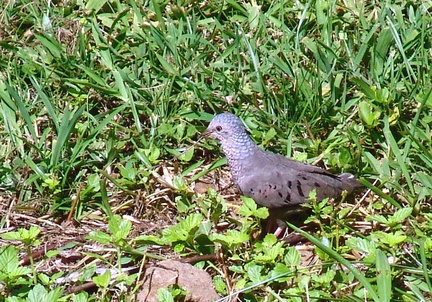 	Columbina passerina