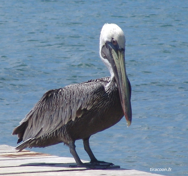 	Pelecanus occidentalis