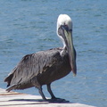 	Pelecanus occidentalis