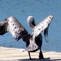 	Pelecanus occidentalis