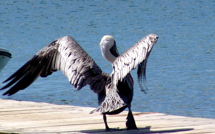 	Pelecanus occidentalis