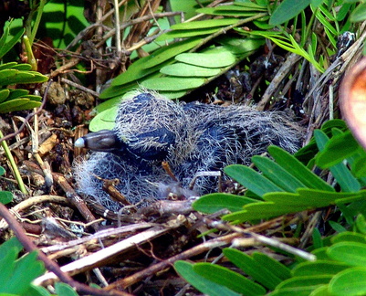 	Columbina passerina