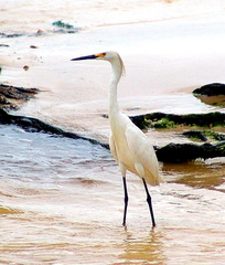 	Egretta thula	