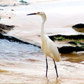 	Egretta thula	