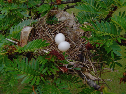 	Columbina passerina