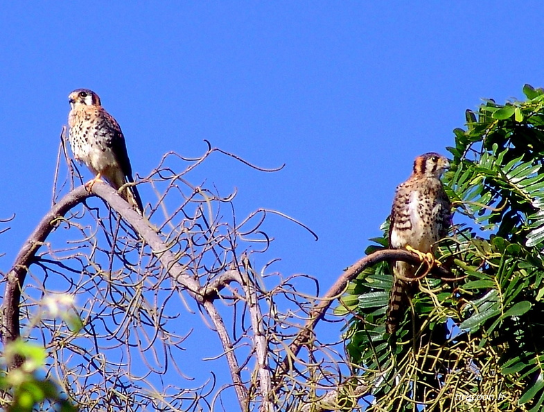 	Falco sparverius