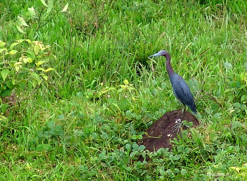 	Egretta caerulea	