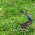 	Egretta caerulea	